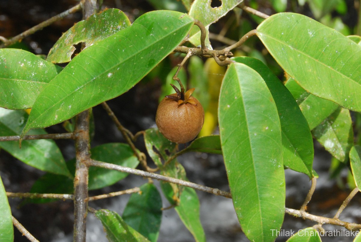 Stemonoporus gracilis Kosterm.